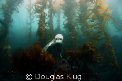hide and seek.  A seal peaks out from over the rock reef ... by Douglas Klug 